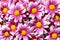 Colorful purple Chrysanthemum flowers background