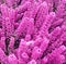 Colorful purple Erica Calluna flowers