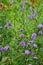 Colorful purple flowers growing in a garden. Closeup of beautiful and vibrant symphyotrichum novi-belgii or new york