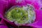Colorful Purple-green Bromeliad Flower