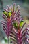 Colorful purple, green, pink Australian native Kangaroo Paw flowers, Kings Park Royale variety