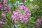 Colorful purple lilacs blossoms with green leaves.