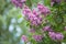 Colorful purple lilacs blossoms with green leaves.