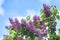 Colorful purple lilacs blossoms with green leaves.