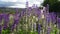 colorful purple lupines growing in a rocky riverbed