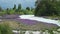 colorful purple lupines growing in a rocky riverbed