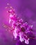 Colorful purple orchids, flower vibrant concept