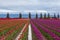 Colorful purple and red tulip field in spring