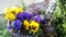 Colorful purple and yellow pansies with Pan statue in planter