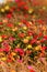Colorful Purslane flowers