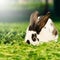 Colorful rabbit eating grass - square composition