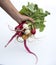 Colorful radish fresh hold in hand