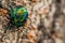 Colorful rainbow beetle on tree