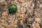 Colorful rainbow beetle on tree