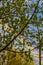 Colorful rainbow behind spring trees