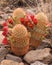 Colorful Rainbow Cactus