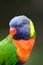 Colorful Rainbow Lorikeet