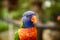 Colorful Rainbow Lorikeet Bird (Trichoglossus haematodus)at Kuala Lumpur Bird Park, Malaysia