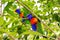 Colorful Rainbow Lorikeet birds in green leaves