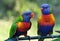 Colorful Rainbow Lorikeets Gold Coast Australia