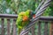 Colorful rainbow lory