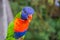 Colorful rainbow lory