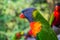 Colorful rainbow lory