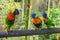 Colorful rainbow lory