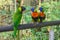 Colorful rainbow lory