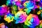 colorful rainbow roses