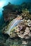 Colorful Rainbow wrasse on a tropical coral reef.