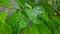 Colorful raindrops dripping on the leaves of custard apple.