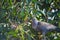 Colorful Rameron or olive pigeon perched on an elderberry tree and feeding , known as Columba arquatrix scientifically