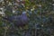 Colorful Rameron or olive pigeon perched on an elderberry tree and feeding , known as Columba arquatrix scientifically