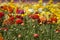 Colorful Ranunculus Flower Field