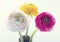 Colorful ranunculus flowers1