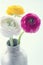 Colorful ranunculus flowers2