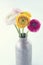 Colorful ranunculus flowers3