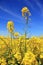 Colorful rapeseed against blue sky