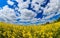 Colorful rapeseed field in springtime