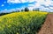 Colorful rapeseed field in springtime