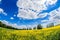 Colorful rapeseed field in springtime