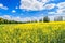 Colorful rapeseed field in springtime