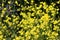 Colorful rapeseed field, yellow flowers and green grass