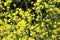 Colorful rapeseed field, yellow flowers and green grass