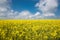 Colorful raps field in France Normandy