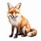Colorful Realism: Detailed Illustration Of A Red Fox On White Background