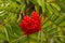 Colorful Red berries growing from a tree