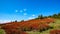 Colorful red blueberry bushes, Jeseniky mountains, Czech Republic