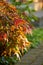 Colorful red and brown leaves from a tree or bush growing in a garden. Closeup of acer palmatum or japanese maple from
